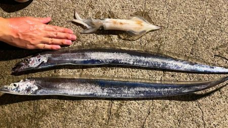 淡路島観光ホテルでタチウオ、ケンサキイカ、…